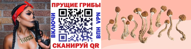 Галлюциногенные грибы Psilocybine cubensis  площадка Telegram  Губкин  МЕГА ССЫЛКА 